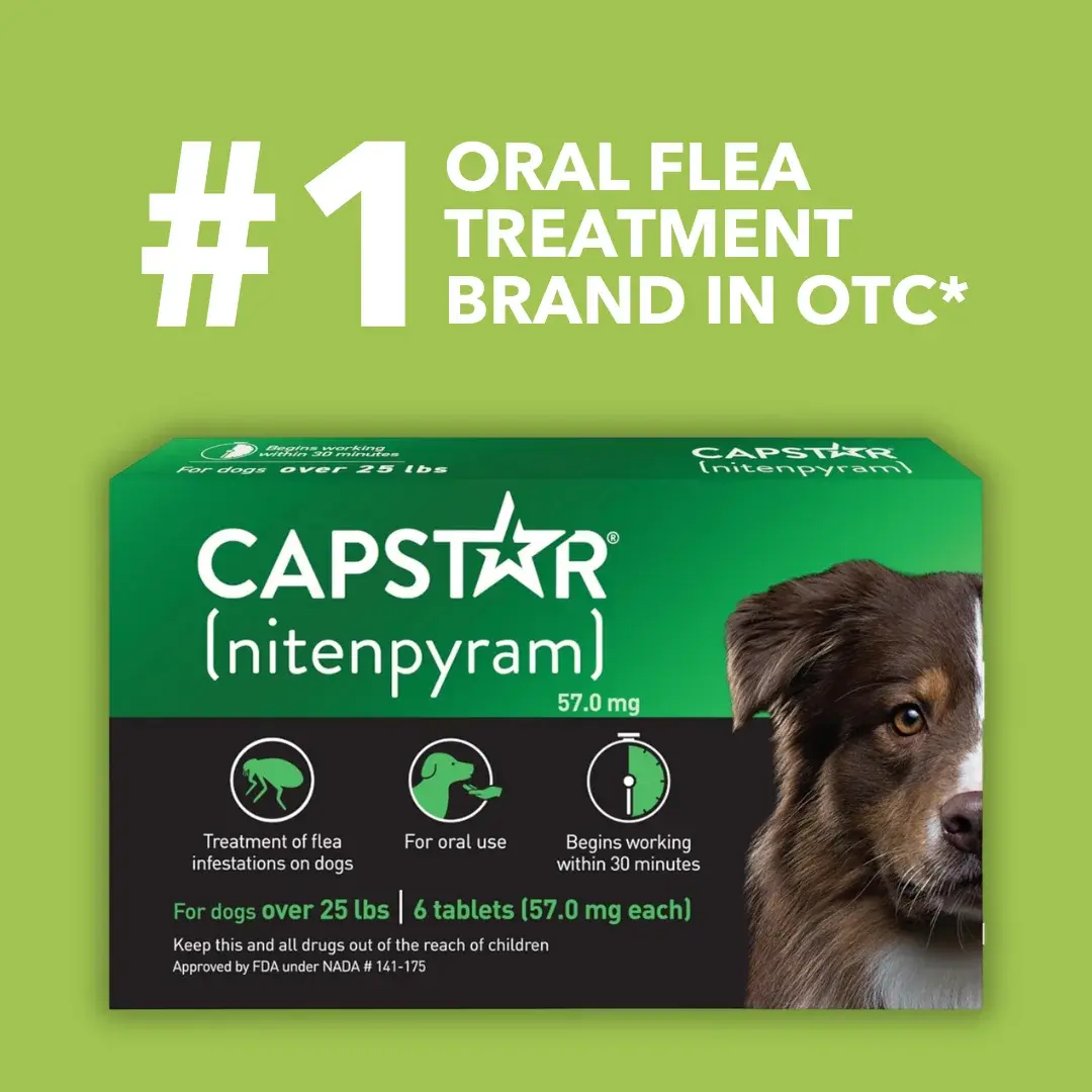 Pack of 6 Tablet For Flea Infestations Over 25Lb Dogs by Capstar - Image 2