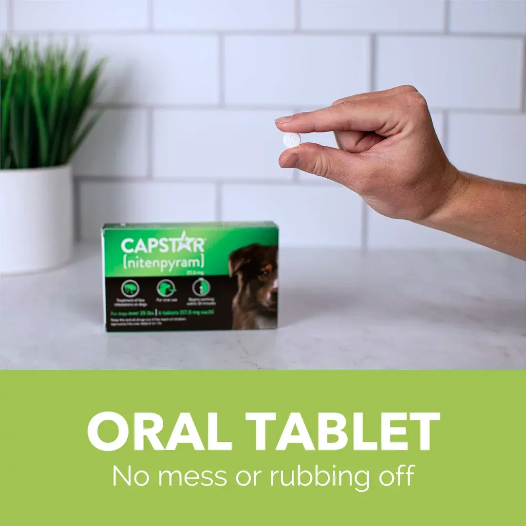 Pack of 6 Tablet For Flea Infestations Over 25Lb Dogs by Capstar - Image 3