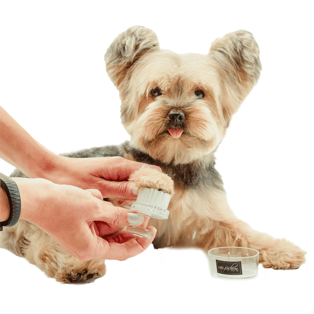 Face and Paw Brush by Dog Fashion Spa - Image 3