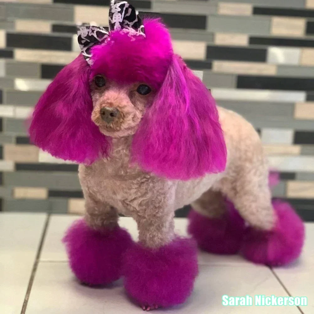 Permanent Dog Hair Dye Adorable Pink 8oz by Opawz - Image 3