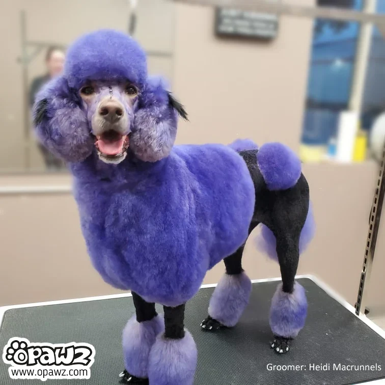 Permanent Dog Hair Dye Indigo Purple 8oz by Opawz - Image 3