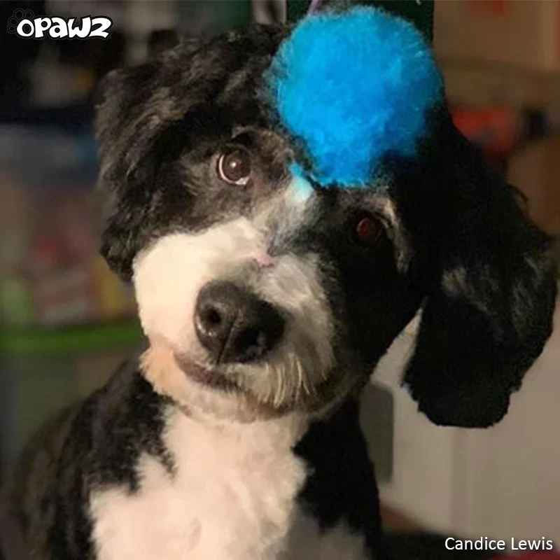 Permanent Dog Hair Dye Innocent Blue 8oz by Opawz - Image 5